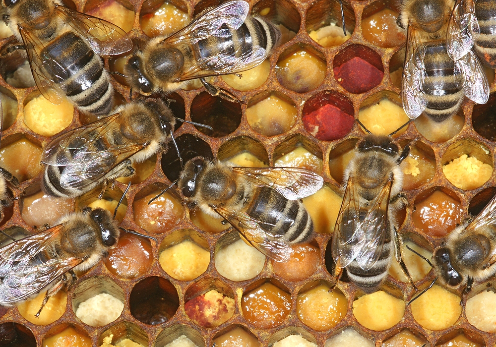 Buntes Bienenbrot (Bild: Steffen Remmel, hb_foto_0109.jpg)