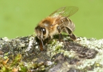 Bild: 11: Biene beim Wasser holen vom 2009-04-05