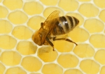 Bild: 73: Wo ist der Honig geblieben? vom 2009-05-30