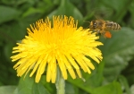 Bild: 101: Honigbiene im Anflug auf Löwenzahnblühte vom 2010-04-23