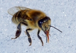 Wassersuche im Schnee (Bild: Steffen Remmel, 15.04.2013), Oft konnte man die Honigbienen 2013, am Ende des langen Winter sehen, wie sie Eiswasser von den Schneerestern für ihren Bienenstock holten.
