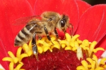 Bild: 139: Honigbiene im Profil auf einer Blüte vom 2014-08-11